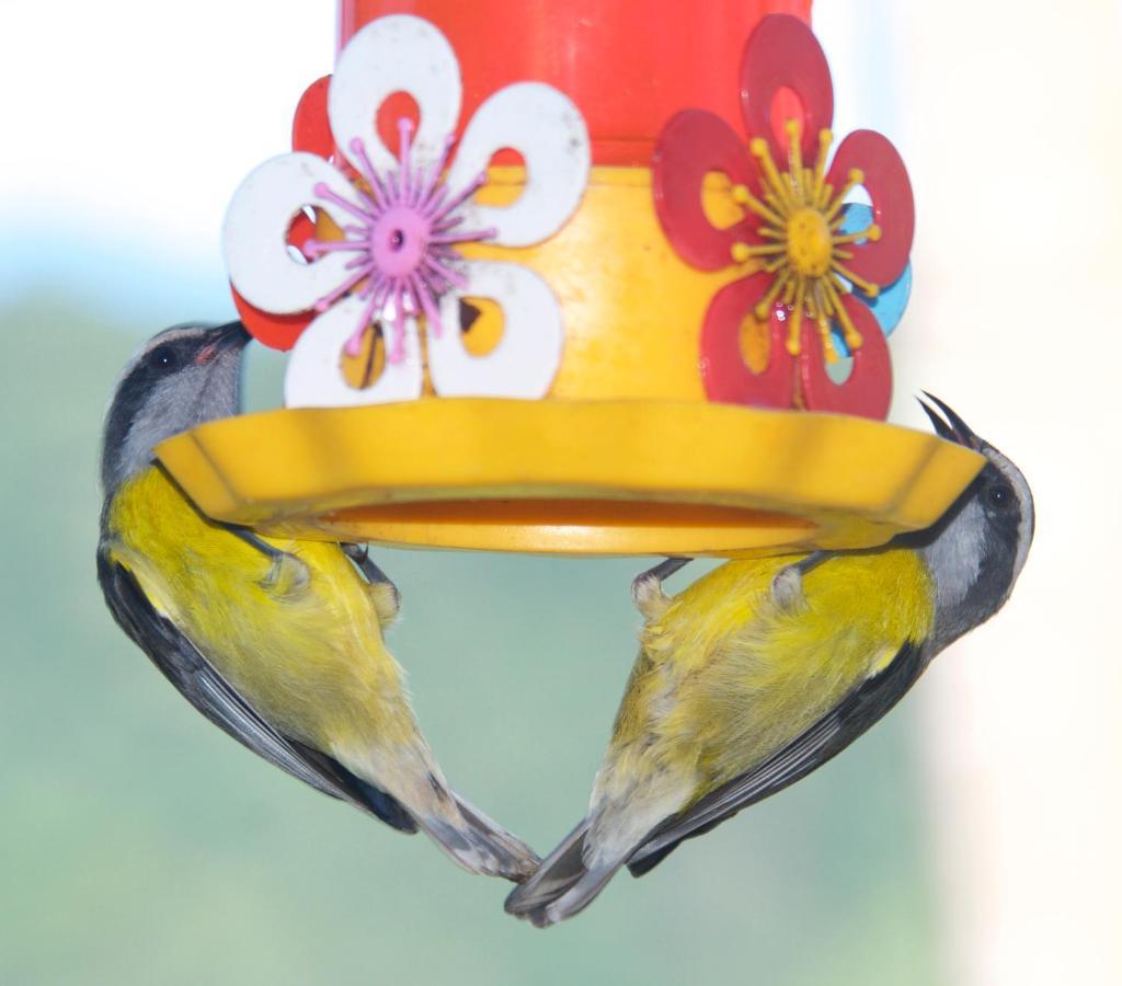 Casa Da Floresta Pico Da Aguia パラチ エクステリア 写真
