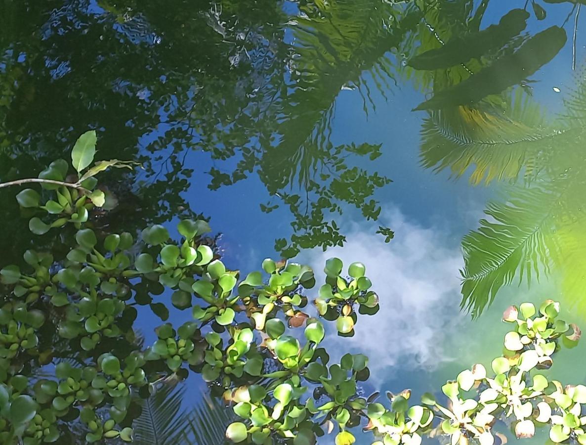 Casa Da Floresta Pico Da Aguia パラチ エクステリア 写真