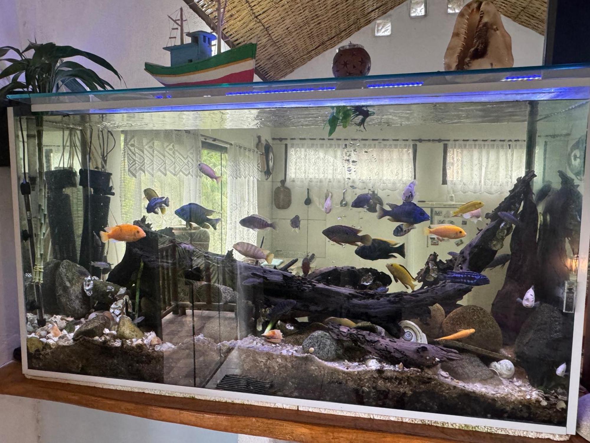 Casa Da Floresta Pico Da Aguia パラチ エクステリア 写真